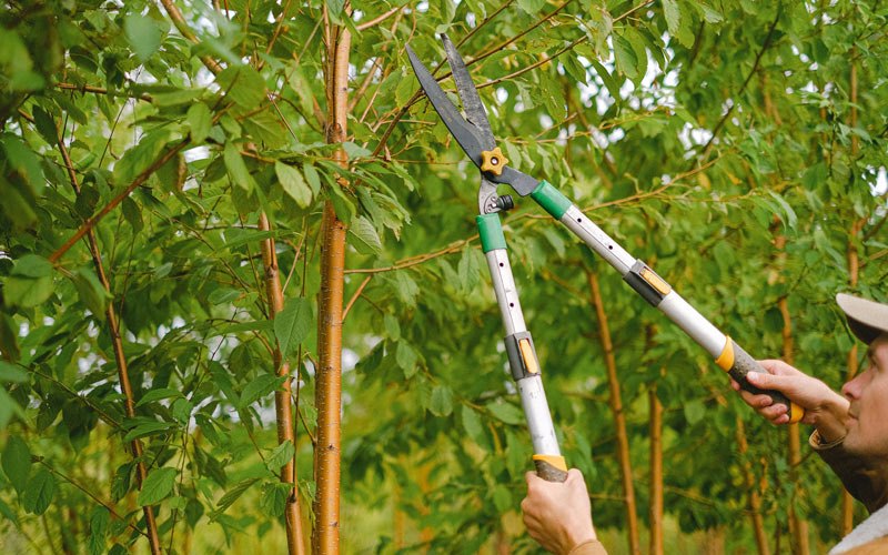 Tree trimming in Baldwin, IA